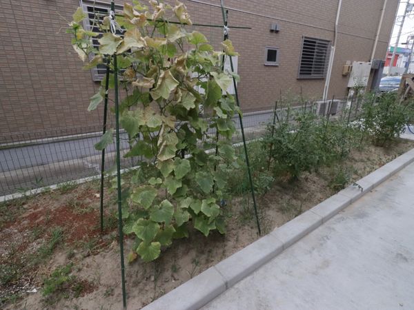 野菜が育つ小さな庭