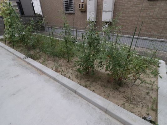 緑豊かな植物の中庭
