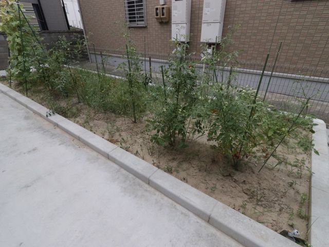 緑豊かな植物の中庭 菜園 手入れが行き届いた植物が並ぶ中庭です。自然の緑に囲まれて、穏やかな時間を過ごすことができます。