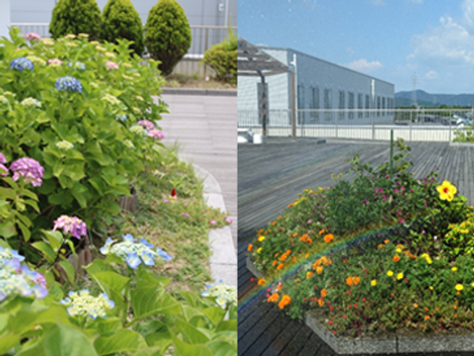 花壇のある屋外通路  