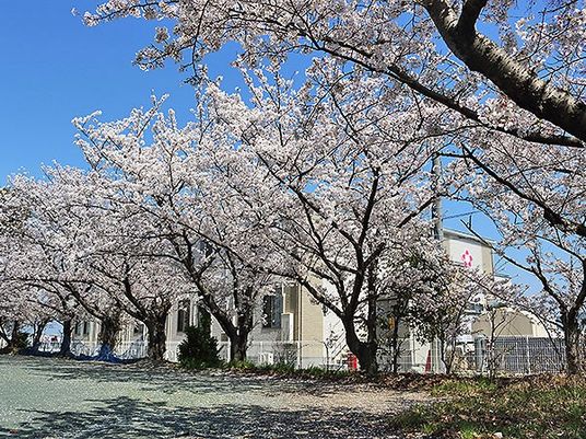 桜並木の外観  