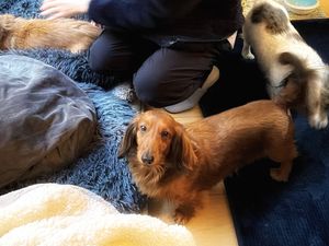 犬がいるくつろぎ空間  