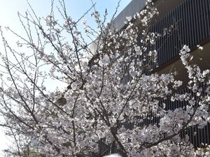 桜のある外観  