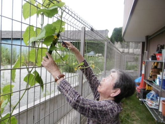 お手入れ中の緑の庭