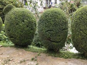丸い植栽が並ぶ庭園の庭  