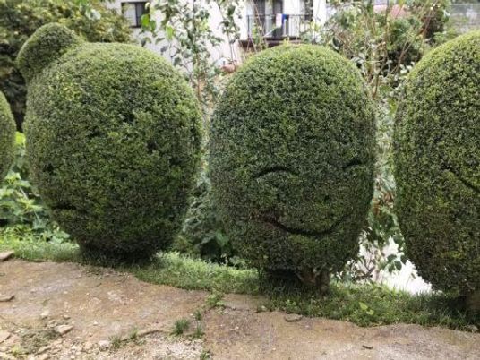 丸い植栽が並ぶ庭園の庭  