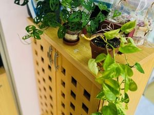 観葉植物のある棚  