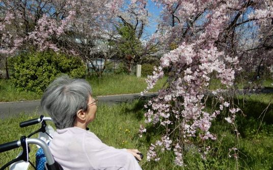 車椅子の方と桜の中庭