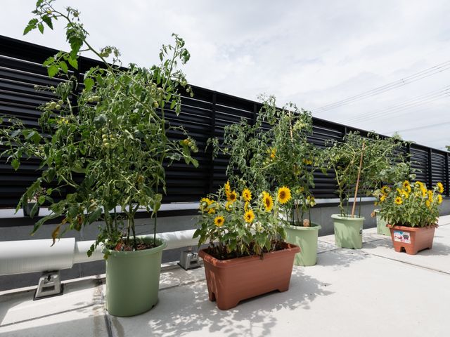 植物が並ぶテラス ベランダ ひまわりとトマトの鉢植えがたくさんある、心和むテラスです。利用者様と一緒にガーデニングを楽しむことができます。