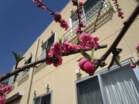 花咲く建物外観  