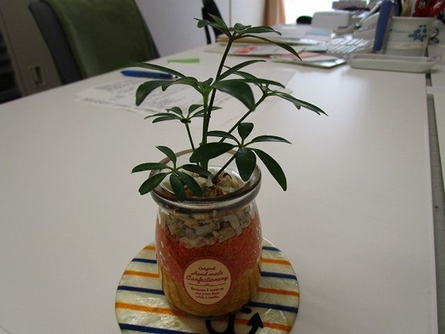 観葉植物のある机 多目的室 広い机の上に観葉植物が置かれた、落ち着いた雰囲気の空間です。作業や面談など、さまざまな使い方がしやすそうです。