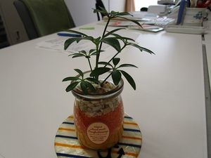 観葉植物のある机  