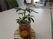 観葉植物のある机  