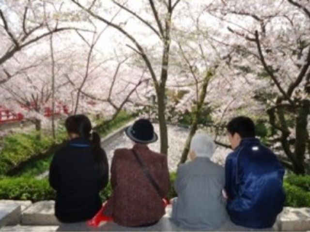 桜並木を見る人々 外出イベント ゆったりとした時間を楽しめる中庭で、桜の木々が咲き誇る美しい景色とともに、訪れる方々が思い思いのひとときを過ごされています。