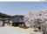 桜咲く建物外観