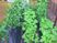 緑豊かな中庭の植物