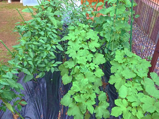 緑豊かな中庭の植物