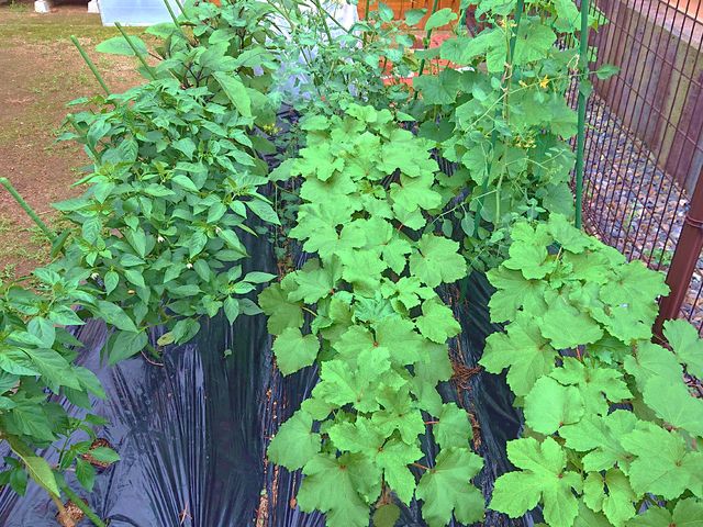 緑豊かな中庭の植物 菜園 自然を感じられる庭で、心穏やかなひとときを提供しています。施設の利用者様が気持ちをリフレッシュできる空間です。