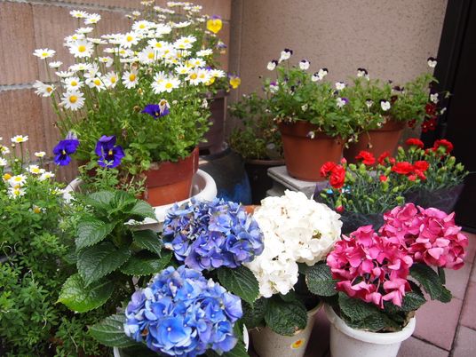 色とりどりの植物が並ぶ中庭