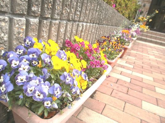 色鮮やかな花壇と通路
