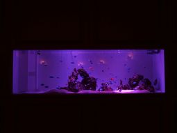 カラフルな熱帯魚の水槽