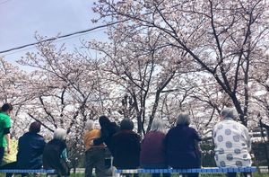 桜を楽しむ人々の庭  