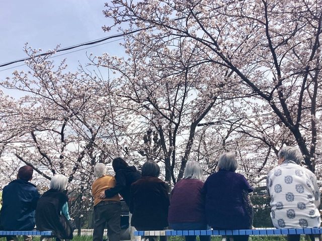 桜を楽しむ人々の庭 庭   満開の桜の下で、リラックスしてくつろげる素敵な場所です。春の訪れを感じられます。