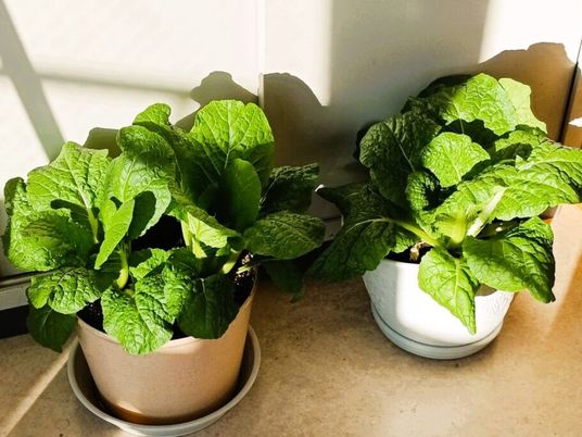 日差しの当たる鉢植え  