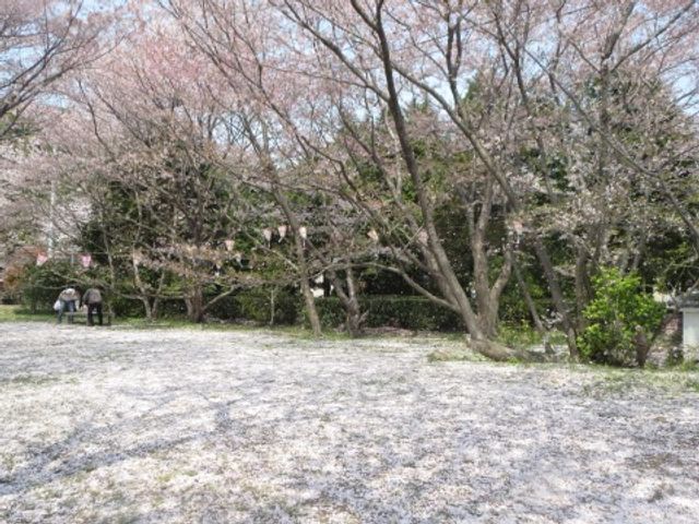桜が舞う中庭の風景 周辺環境 ゆったりと自然を感じながら歩ける、桜が彩る中庭です。季節の移ろいを、利用者同士で楽しむ方々が見られます。