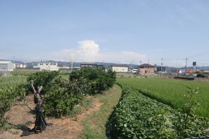 自然に囲まれた庭