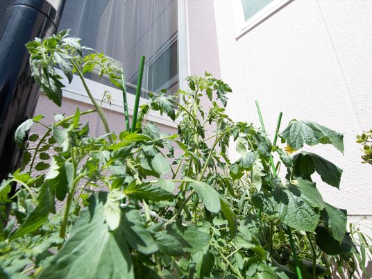 緑豊かな一角