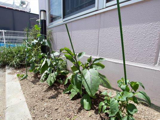 緑豊かな中庭の植物たち
