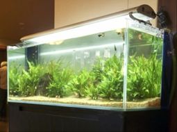 手入れされた綺麗な水槽