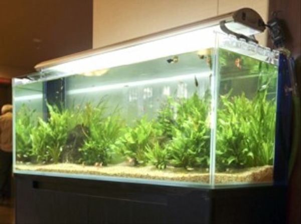 手入れされた綺麗な水槽