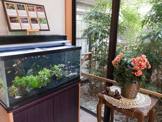 熱帯魚水槽と観葉植物