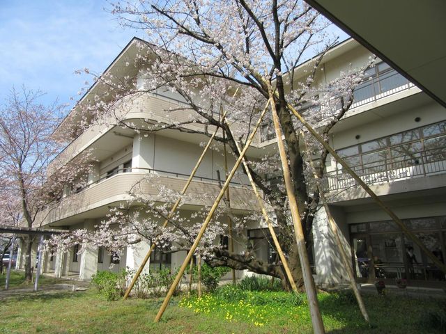満開の桜の庭 庭 満開の桜が楽しめる広々とした庭です。四季を感じながらリラックスできます。