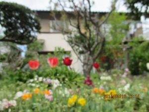 色とりどりの花の庭