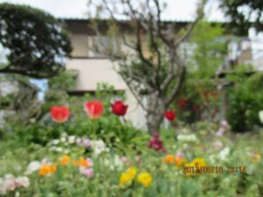 色とりどりの花の庭