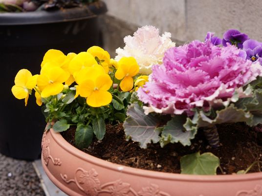 植物が咲く鉢植え