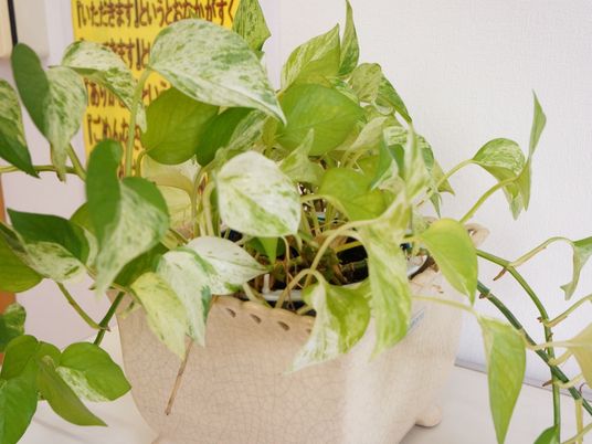 緑豊かな観葉植物