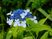 青い小さな花が沢山咲いた植物であり、その間や周りからその青い花を10本ほど束ねたくらいの大きさを持つ白い花がおよそ10本ほど咲いている。
