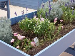 植物が並べられた中庭