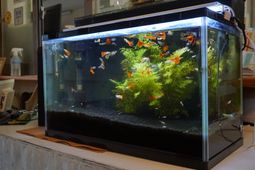 カラフルな魚の水槽