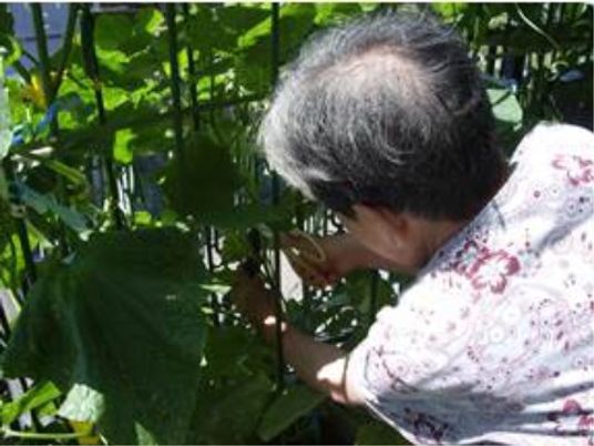庭で植物に触れる人