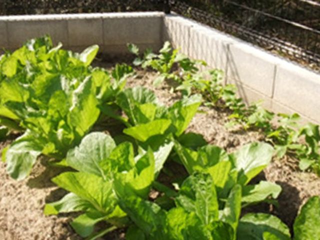 緑が茂る庭 庭 庭には緑豊かな植物が育っています。四季折々の変化を楽しむことができます。