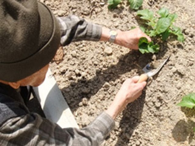 庭で作業する人 庭 日差しを浴びながら、庭で植物の手入れをしています。自然との触れ合いも楽しめる環境です。