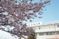 桜の花が見える外観