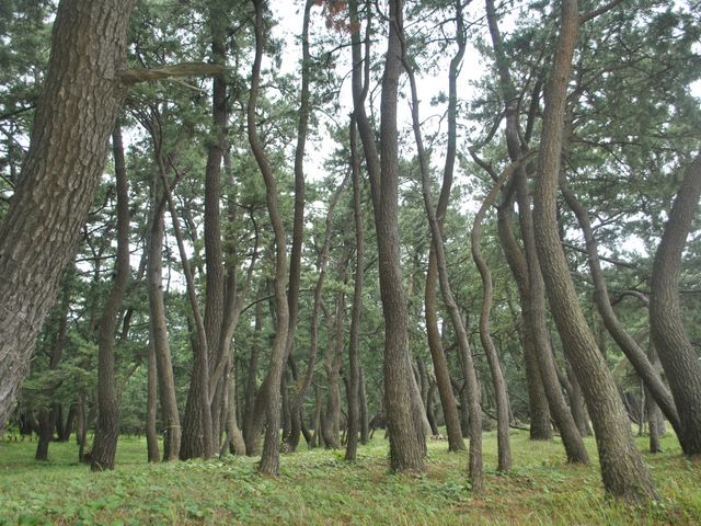 木々に囲まれた中庭 中庭 緑豊かな環境に囲まれた穏やかな中庭で、心地よい散策をお楽しみいただけます。
