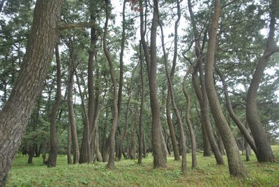 木々に囲まれた中庭