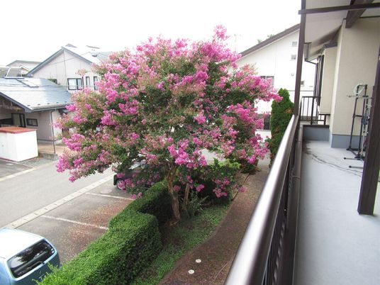 落ち着いた中庭の景観